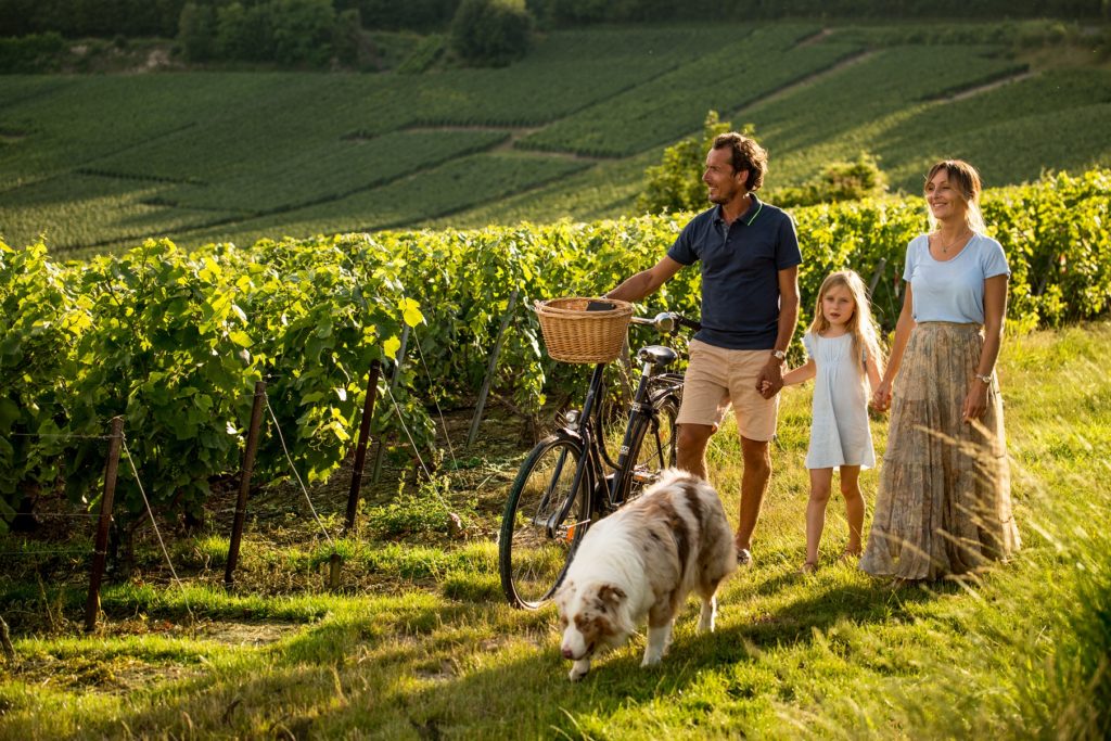 viñedos franceses de la región de La Champagne