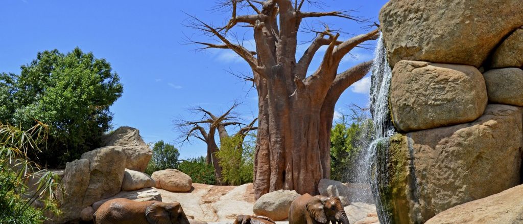 Elefantes en Valencia