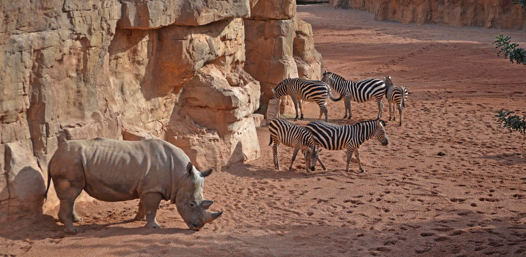 Un rinoceronte y varias cebras
