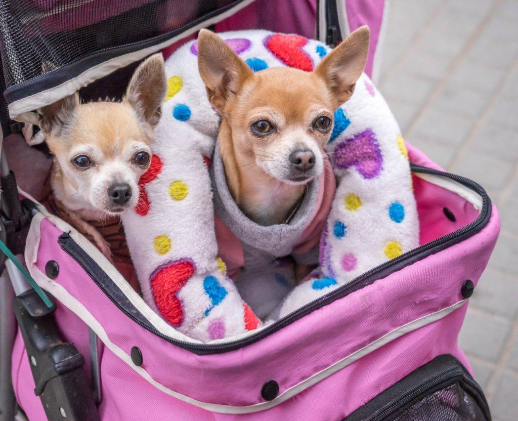 Viajar con mascota