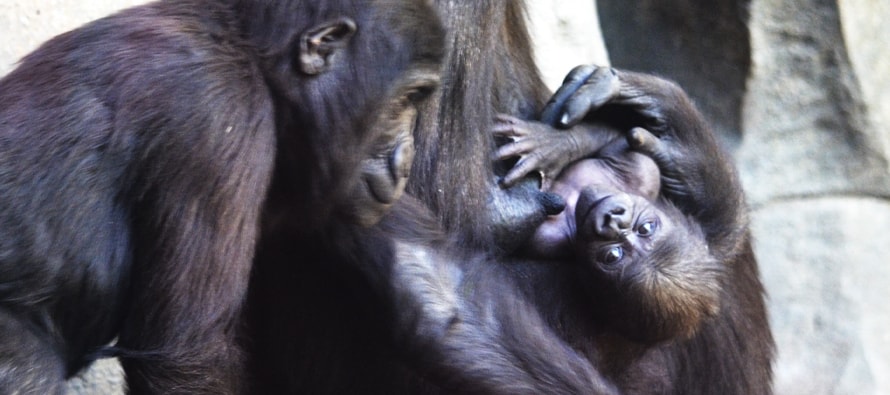 Una cría de gorila observa a sus familiares