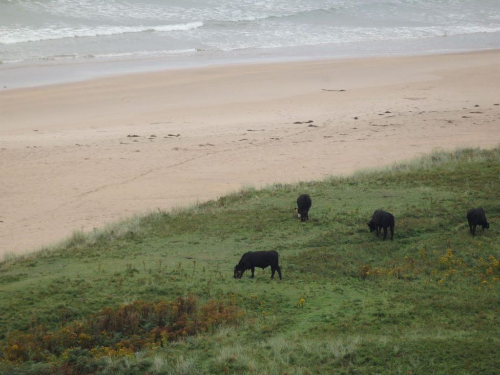 Vacas junto a la playa en Irlanda del Norte