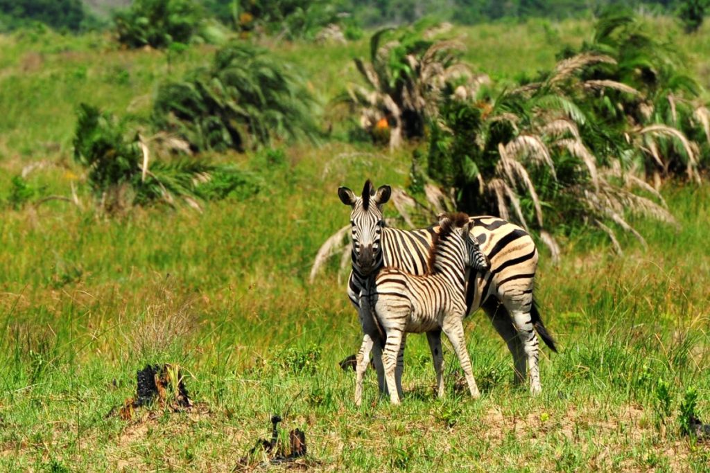 Cebras en el Parque del Humedal de Isimangaliso.