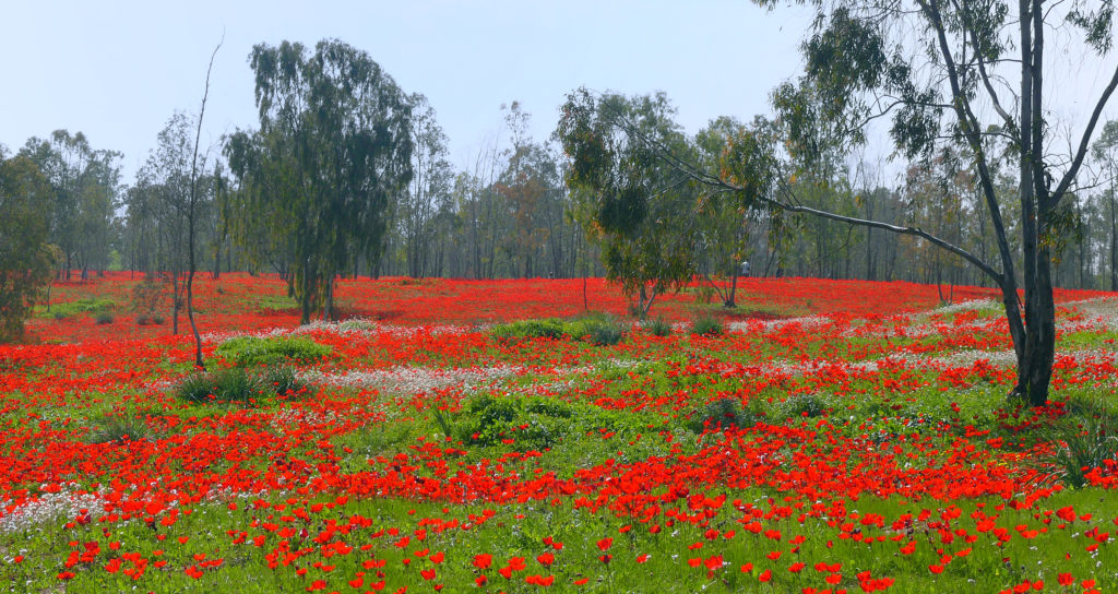 Darom-Adom, Israel