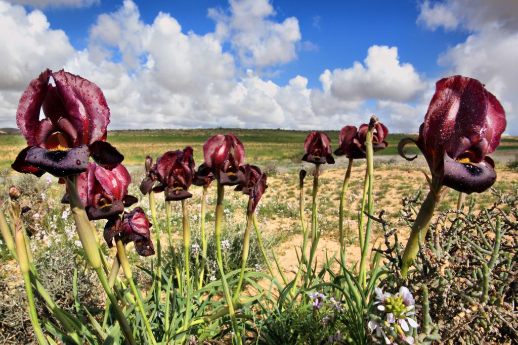 Iris Reserve