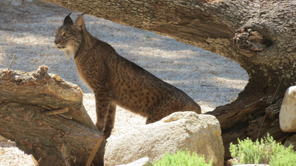 Un lince. Autor: Zoo Aquarium de Madrid.