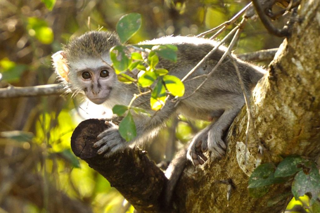 Mono Vervet, Parque del Humedal de iSimangaliso.