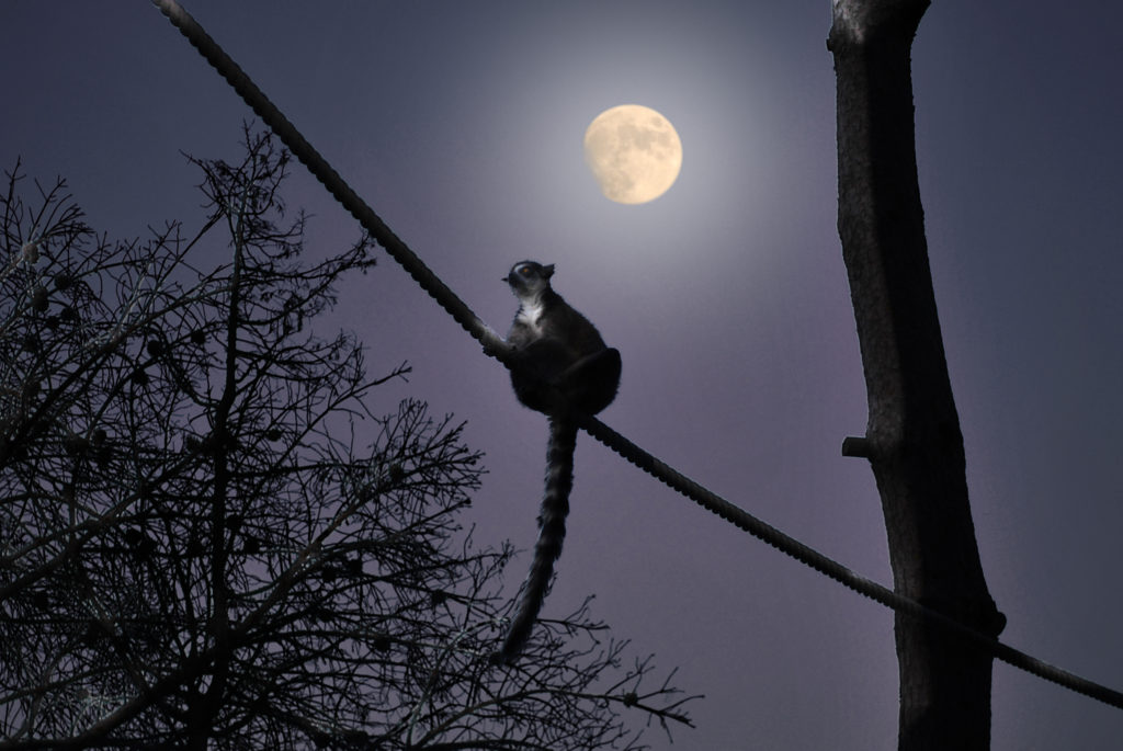 Un lemur a la luz de la luna de Madrid. Autor: Zoo Aquarium Madrid.