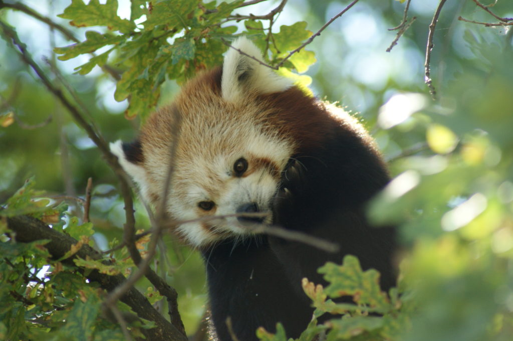 Un ejemplar de oso panda rojo. Autor: Zoo Aquarium de Madrid.