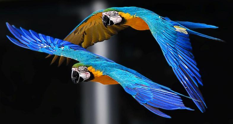 Exhibición de aves exóticas. Autor: Zoo Aquarium de Madrid.