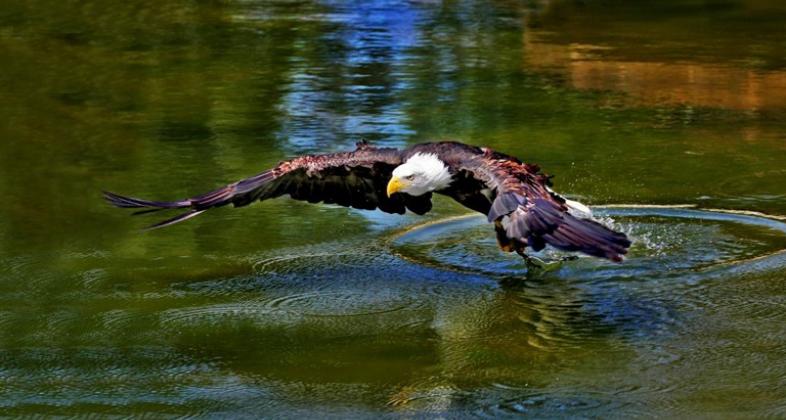 Aves rapaces. Autor: Zoo Aquarium de Madrid