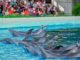 Exhibición de delfines en el Zoo Aquarium de Madrid.