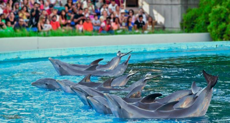 Exhibición de delfines en el Zoo Aquarium de Madrid.