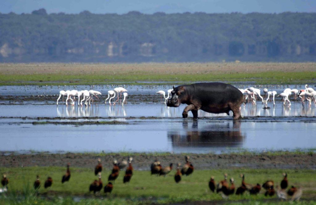 Parque del Humedal de Isimangaliso