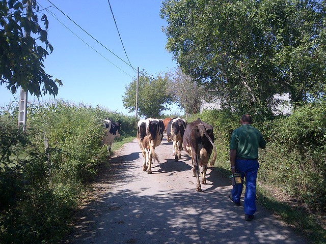 Vacas en el camino francés entre Palas del Rei y Arzúa