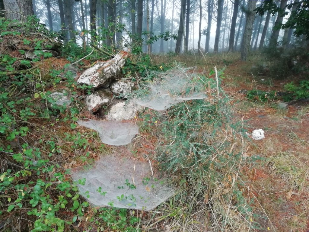 Bosque en El Camino de Santiago