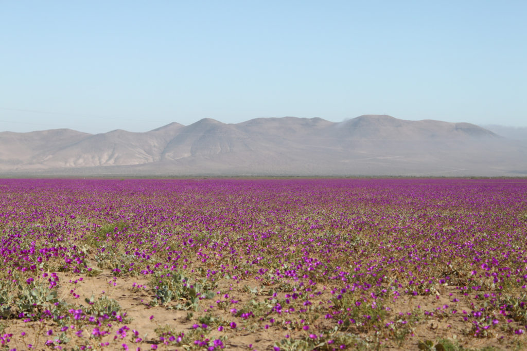 Desiesto de Atacama. Cortersía Chile Travel.