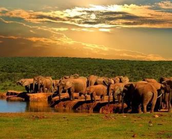 Elefantes en Sudáfrica