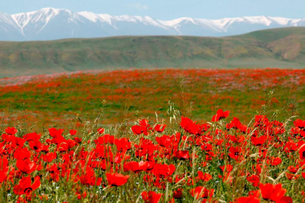 Aksu Zhabagly Nature Reserve