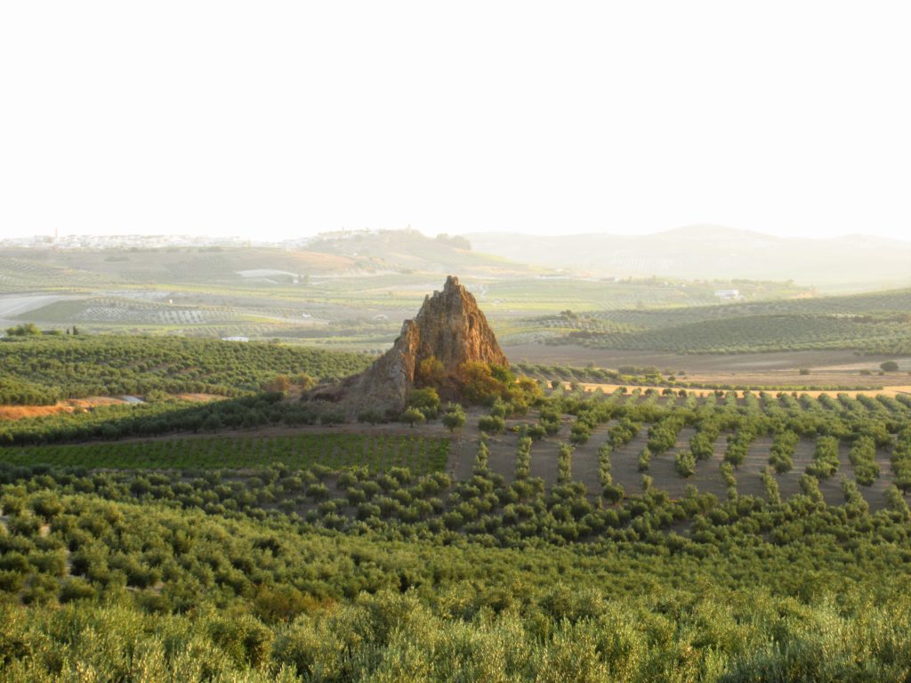 Paisaje de Montilla (Córdoba)