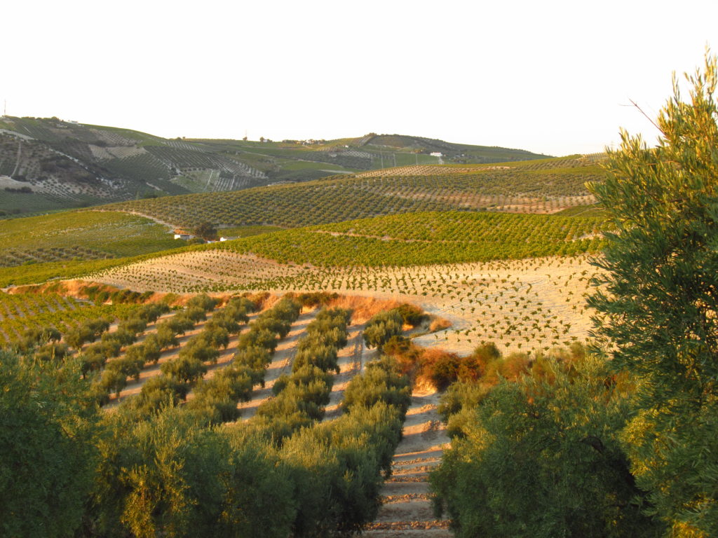 Viñedos en Montilla (Córdoba)