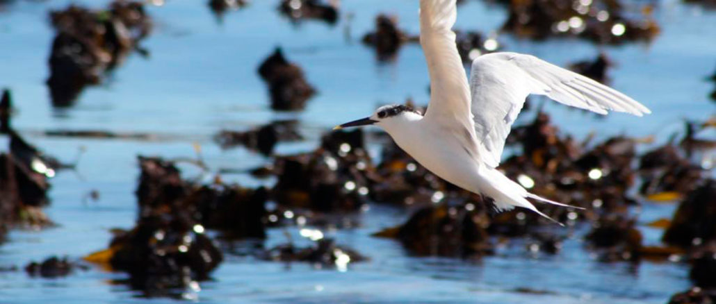 Llambritja de Bec (Palma)