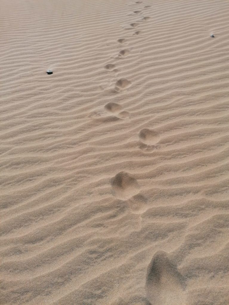 maspalomas marga playa