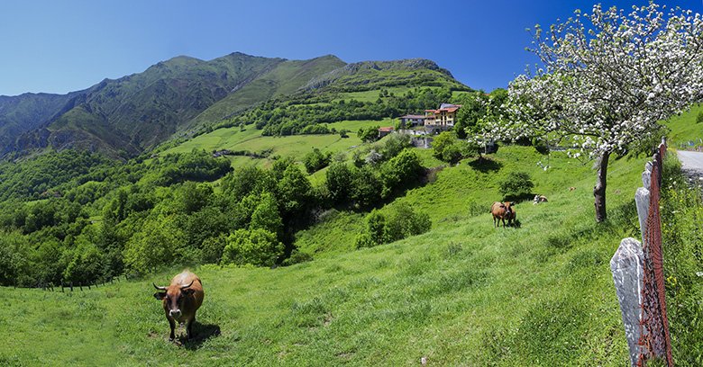 Gamoneu de Onís (Picos de Europa, Asturias)