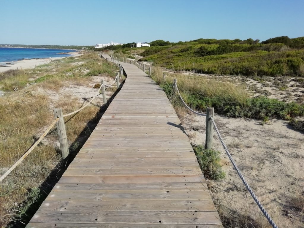 Paseo entre las dunas de la playa de Migjorn.