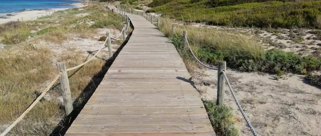 Paseo entre las dunas de la playa de Migjorn.