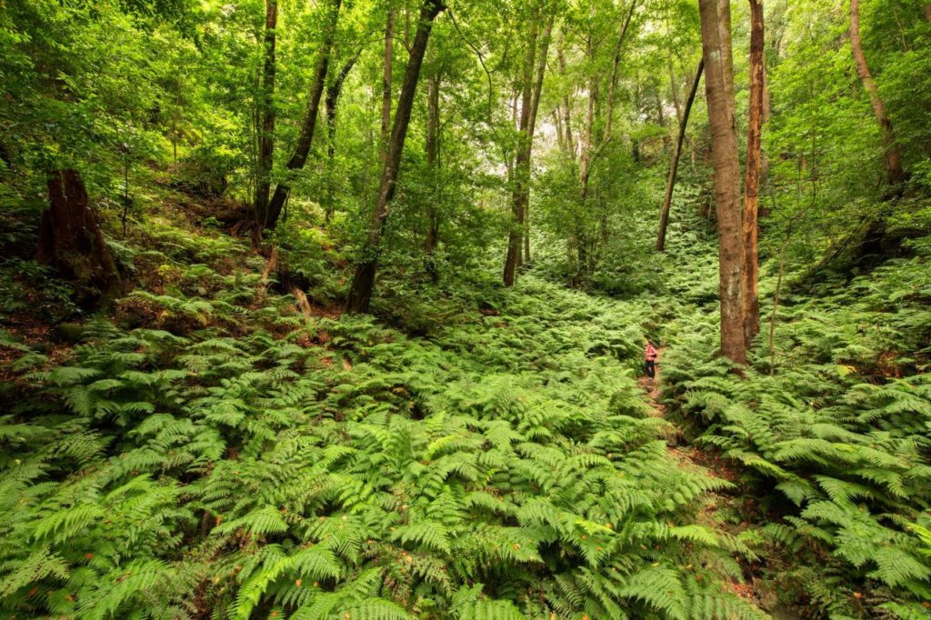 Bosque de La Palma