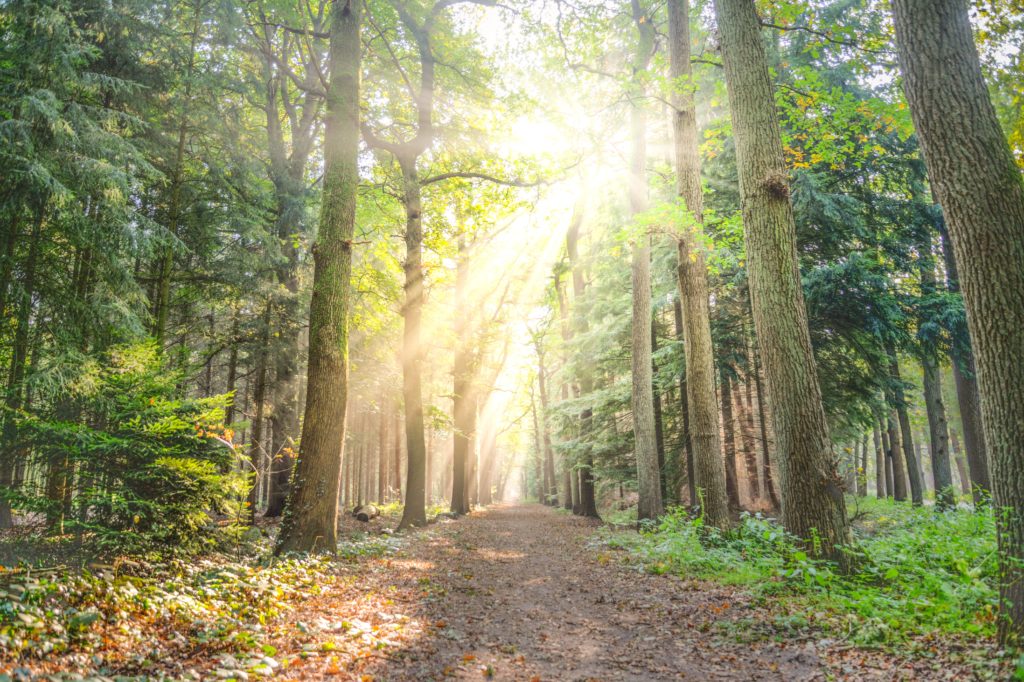 Paisajes de El Camino de Santiago