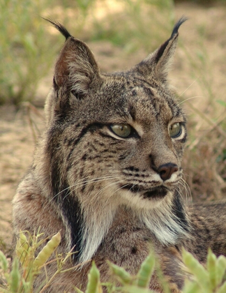 Lince ibérico en el Parque Nacional de Doñana