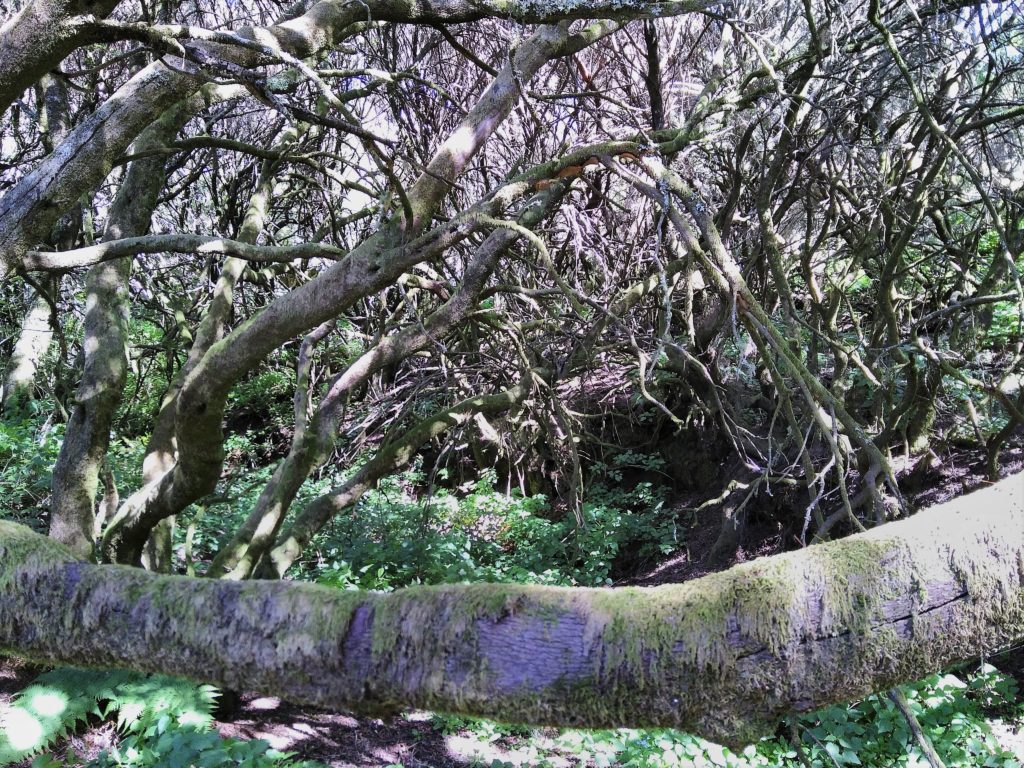 Pequeño bosque de laurisilva en La Llanía, en El Hierro (Islas Canarias).