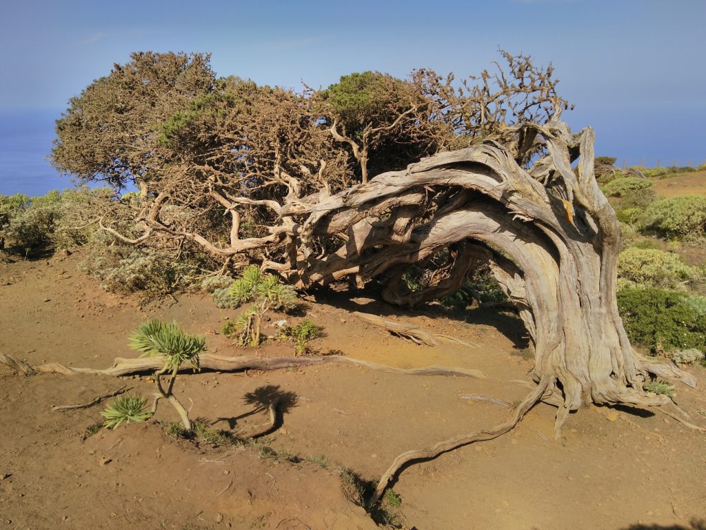 Una de las sabinas de El Sabinar de El Hierro.