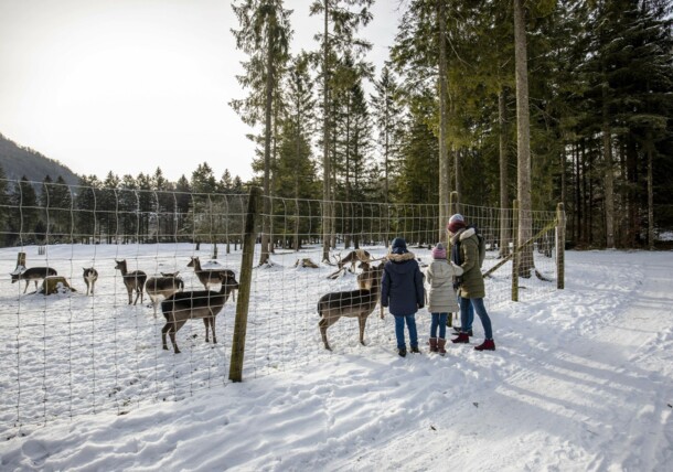 Venados en Austria. Wildpark Almtal