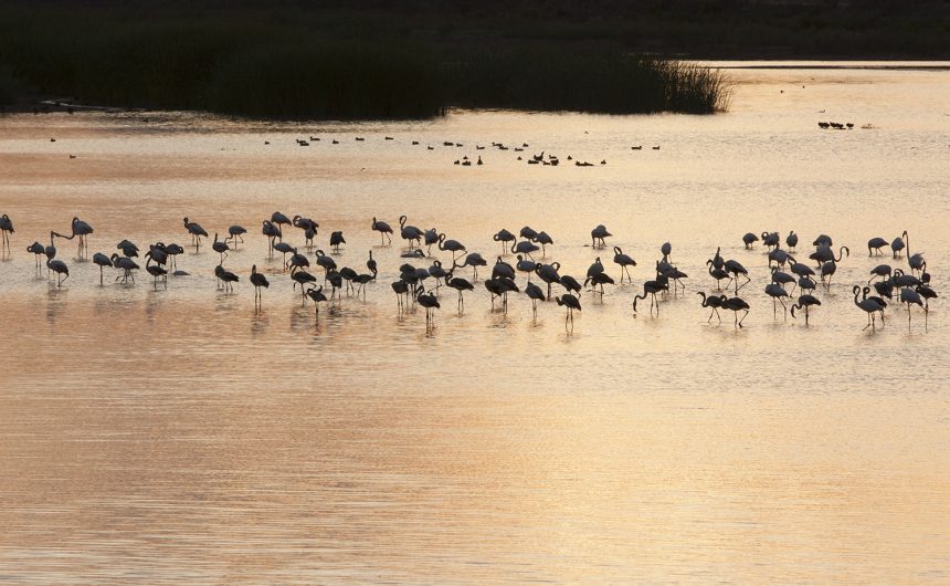 Flamencos en el pantano de Almansa