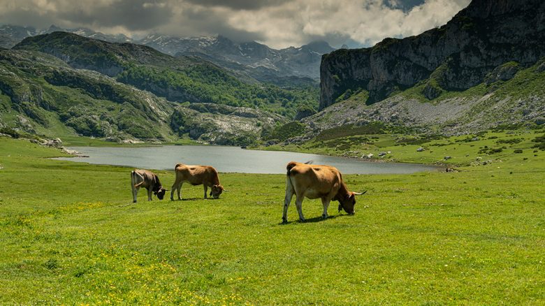 Vacas cerca del Lago Ercina (Covadonga)