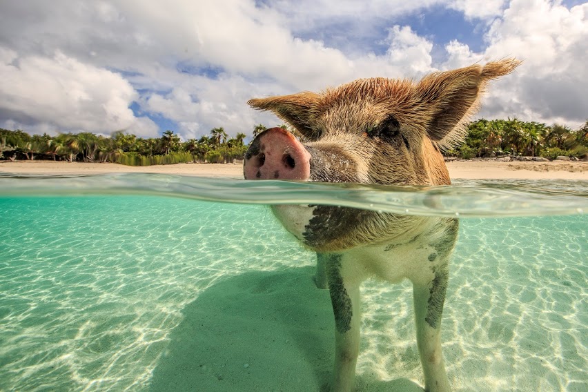 Un cerdito bañándose en las Bahamas