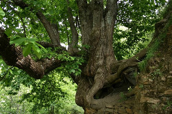 vereda de la estrella12