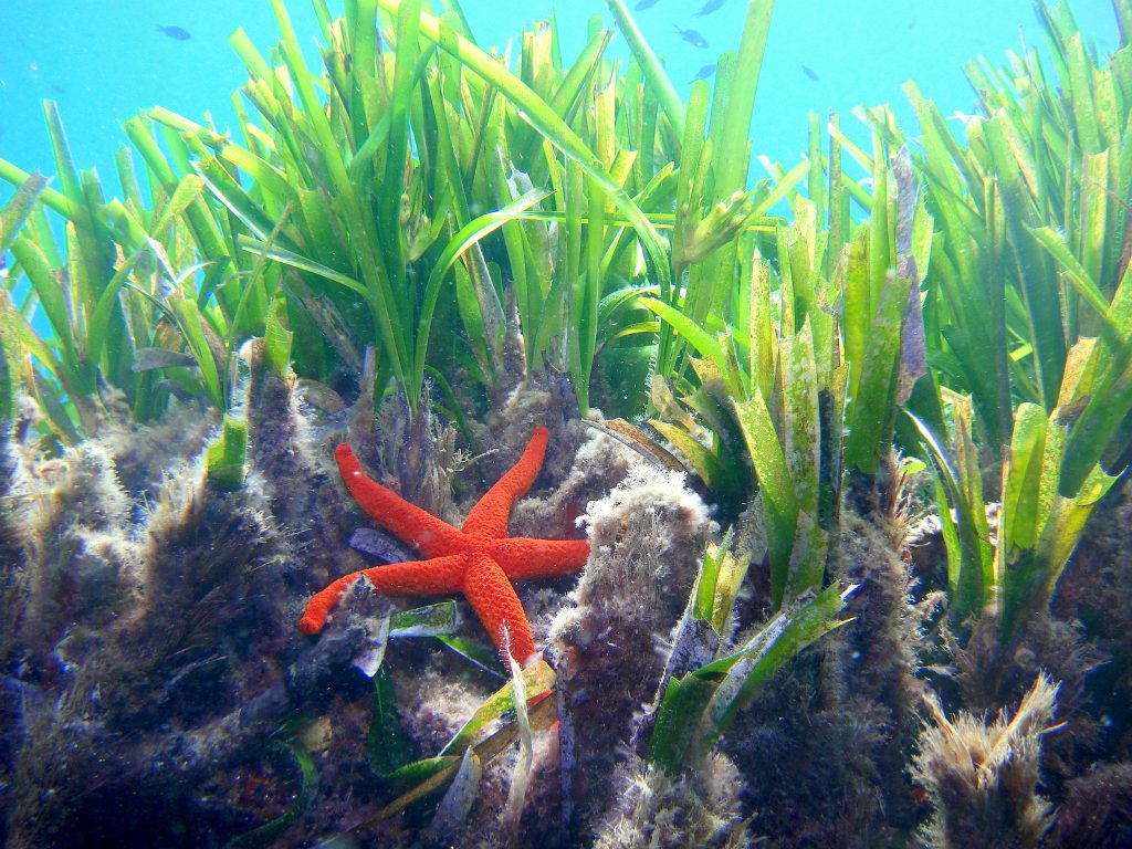 Posidonia y estrella de mar C.Anfibios Ibiza