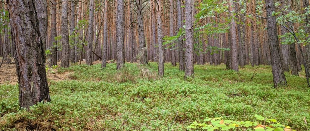 Parque Natural del Moncayo, un auténtico paraíso natural