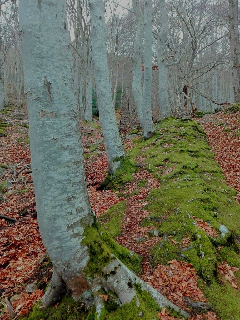 Paseos Moncayo 1