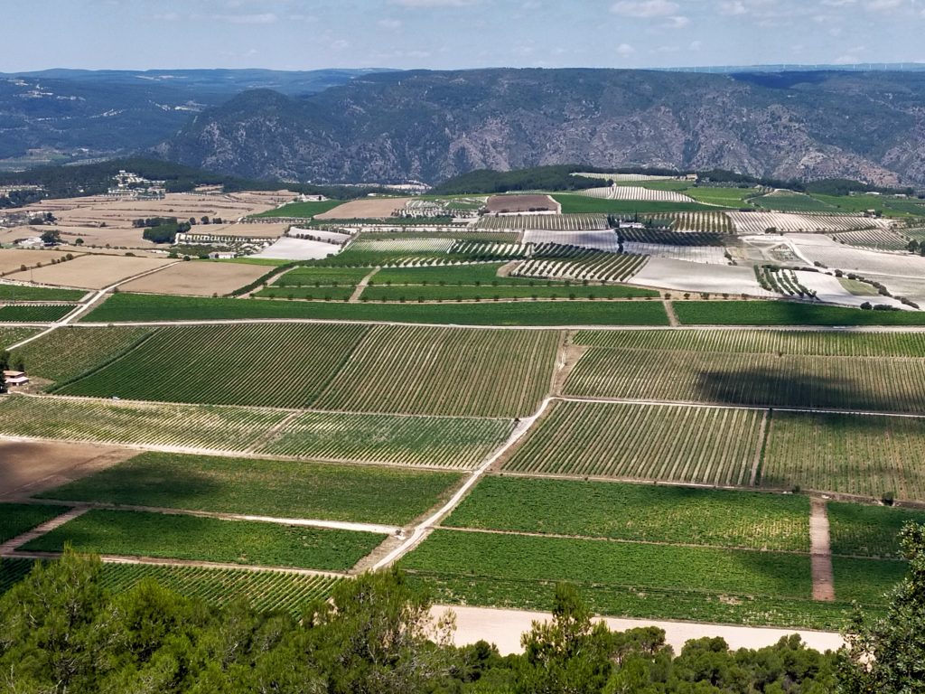 Viñedos en Moixent, la Toscana valenciana