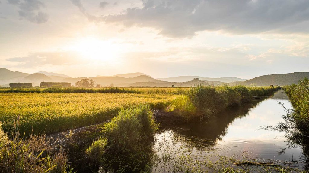Qué ver y hacer en Oliva (Valencia), fusión de cultura y naturaleza 4 Parque Natural de la Marjal Pego-Oliva