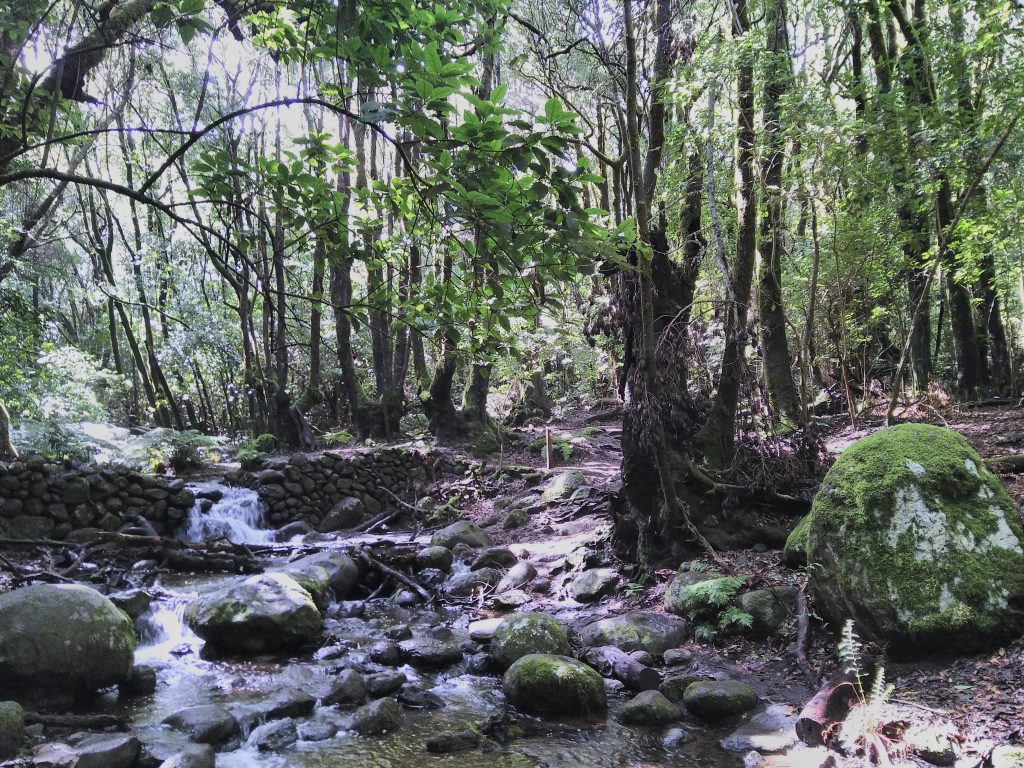 Parque Nacional Garajonay, La Gomera, Islas Canarias