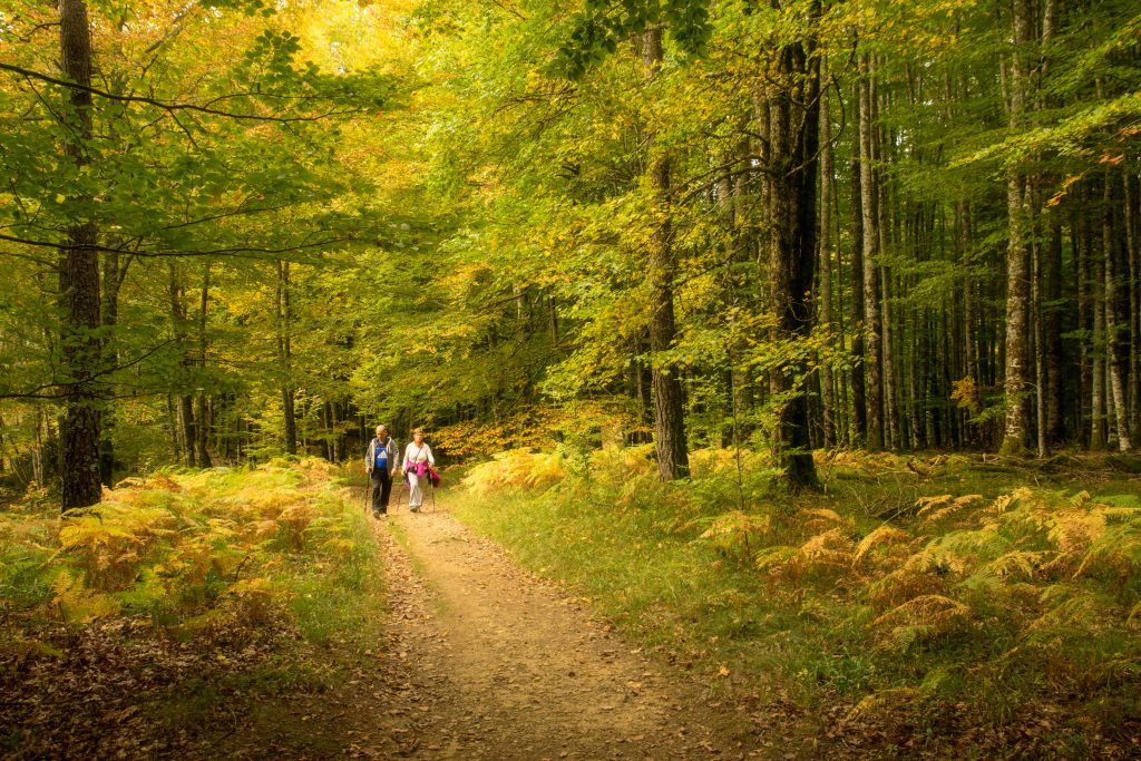 Selva de Irati IA±aki Tejerina Turismo de Navarra