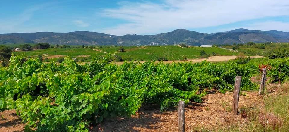 Viñedos entre Ponferrada y Villafranca