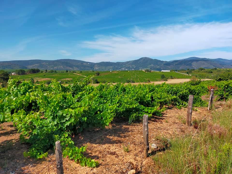 Viñedos entre Ponferrada y Villafranca