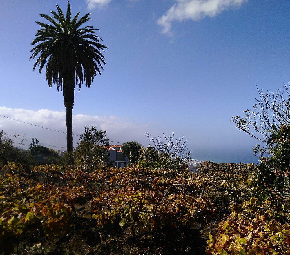 Vistas desde la terraza del guachinche Don Trino